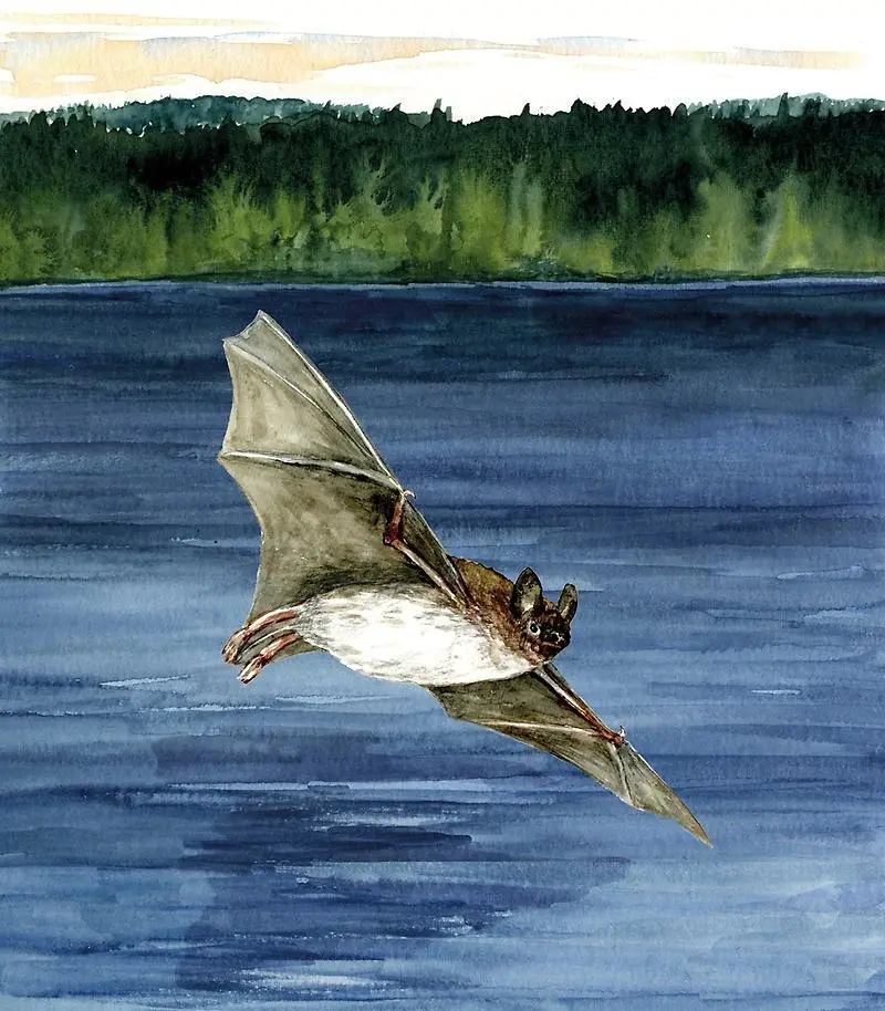 Illustration av nordfladdermus av Gun Lövdahl.