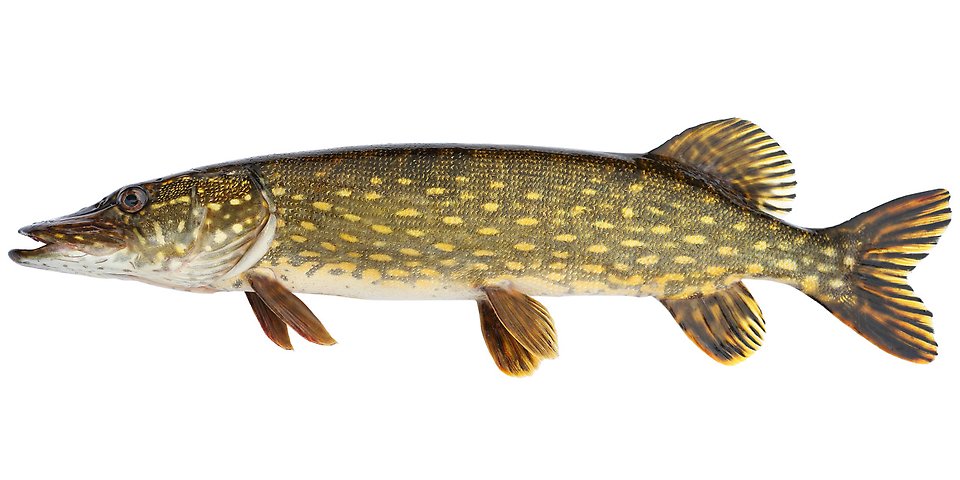 Gäddan är en lång fisk som enkelt känns igen på sitt "underbett" och de prickiga fjällen.