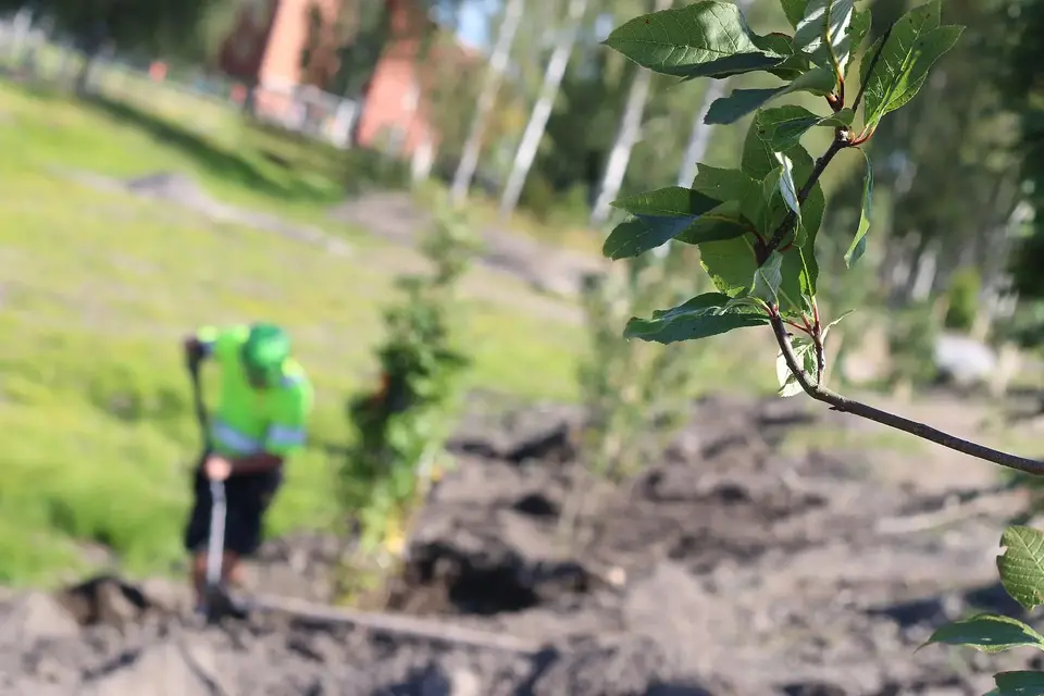 Lövträd planteras på utvecklingsområdet Södra Sunnanå i Skellefteå.